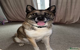 Huskita dogs for sale: Husky cross Akita  - Image 6