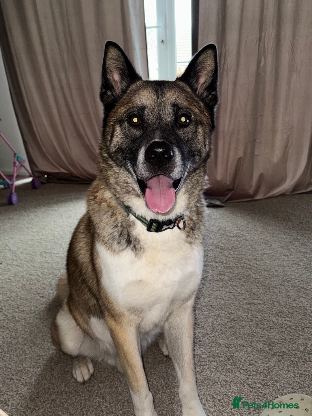 Huskita dogs for sale: Husky cross Akita  - Image 6