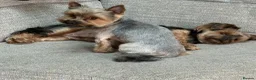 Yorkshire Terrier dogs for sale: Yorkshire Terrier Puppies 6 boys and 2 girls - Advert 4