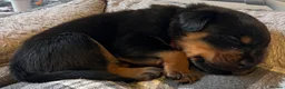 Rottweiler dogs for sale: Health tested Rottweiler puppy’s for sale  - Advert 15