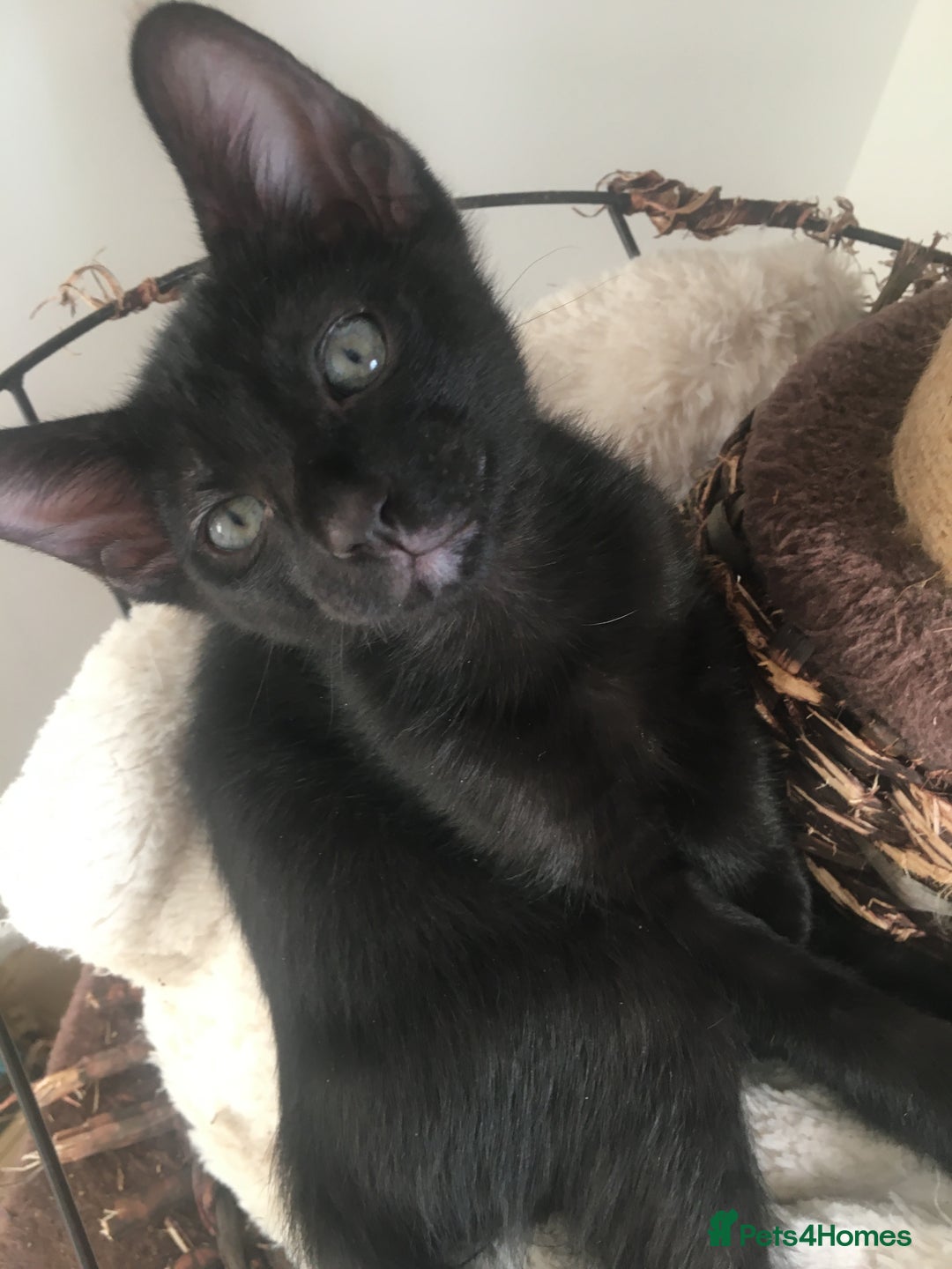 Oriental cats for sale: Oriental x Sphynx kittens  - Image 8