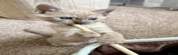 Bengal cats for sale: TICA registered Seal Solid Silver Mink Bengals - Advert 17