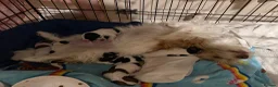 Jack Russell dogs for sale: Jack Russel puppies - Advert 7