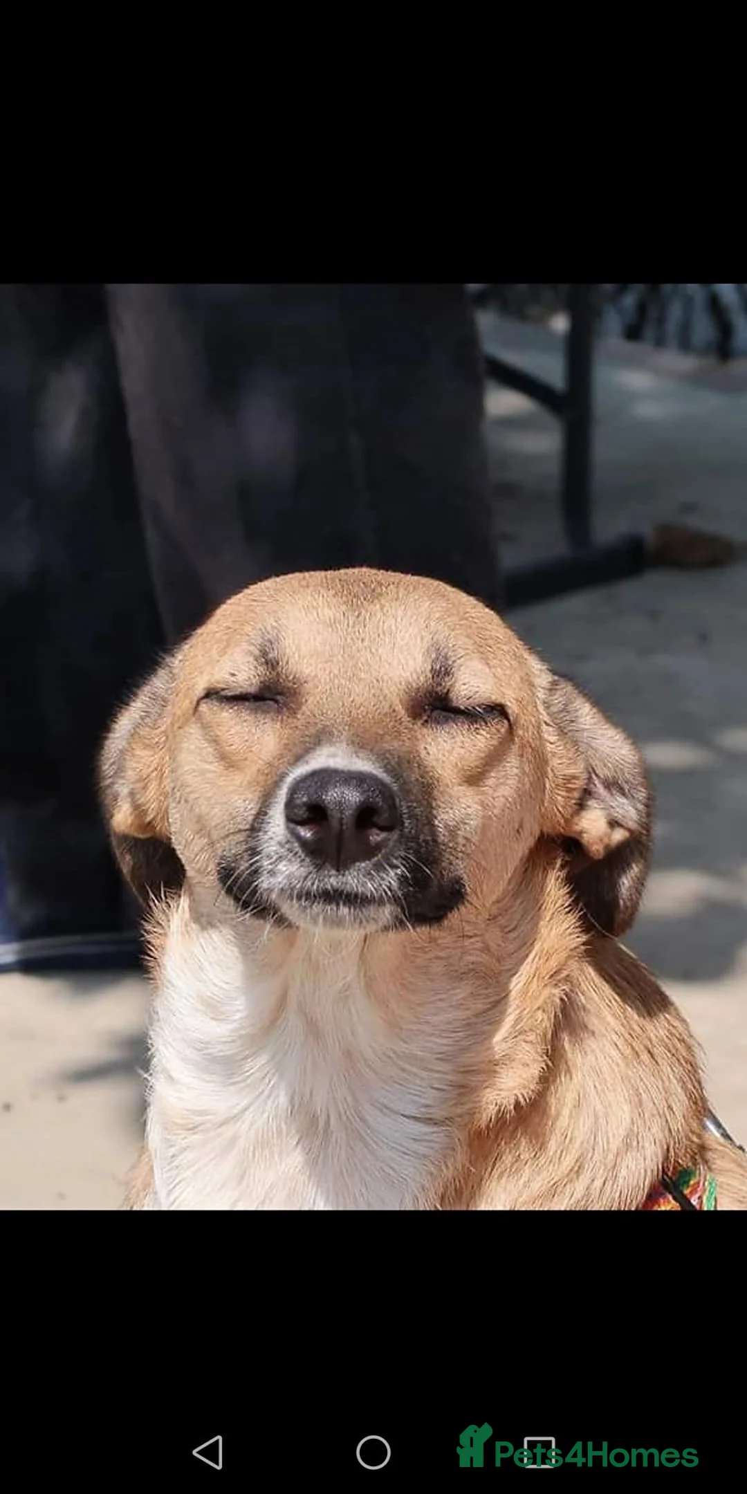 Mixed Breed dogs for adoption: Tessa and Tosca -looking for a home together in Ayr - Advert 2