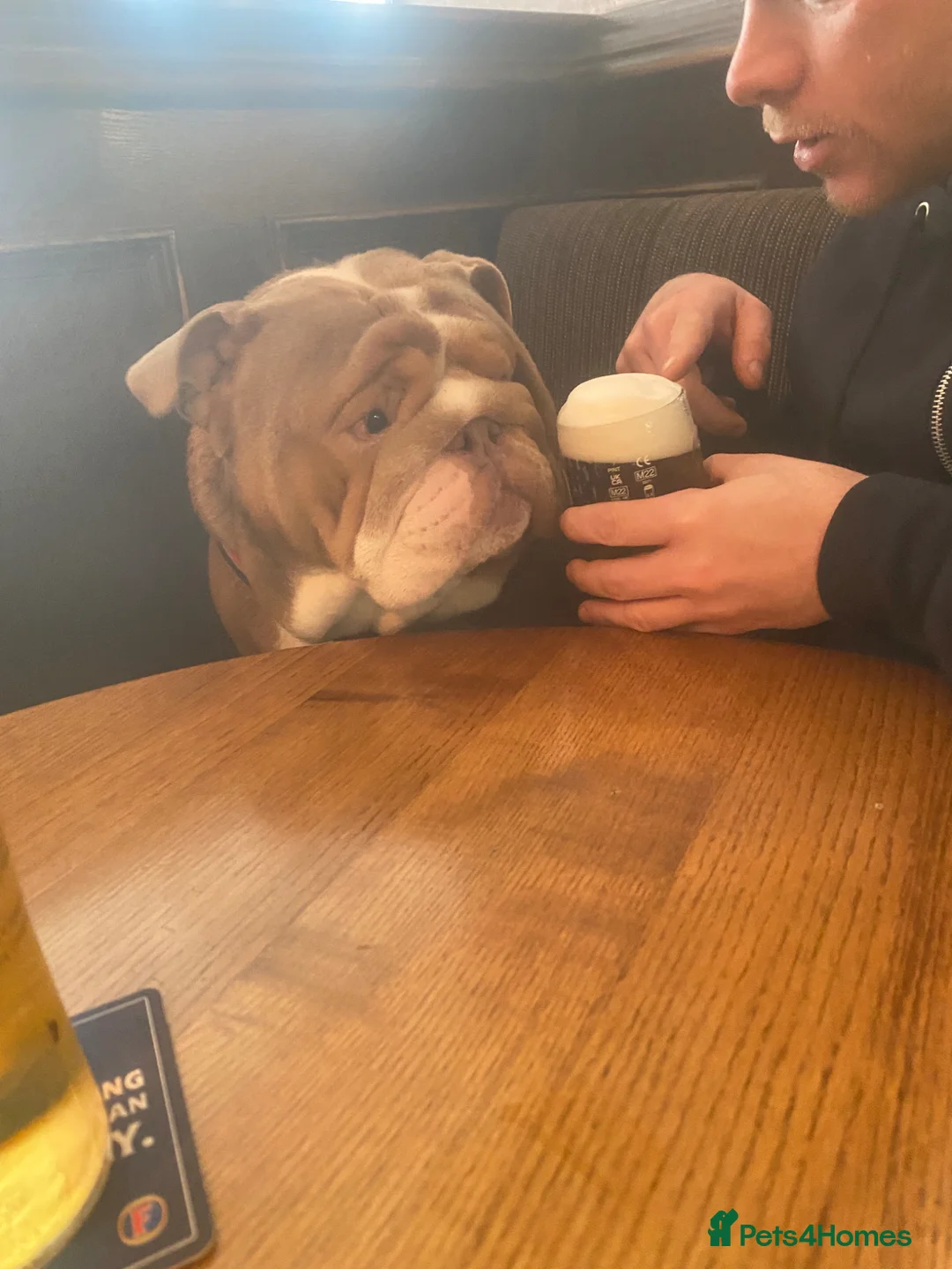 English Bulldog dogs for stud: Master - Advert 1