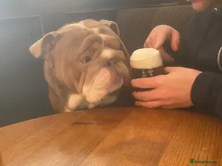 English Bulldog dogs Master - Advert 1