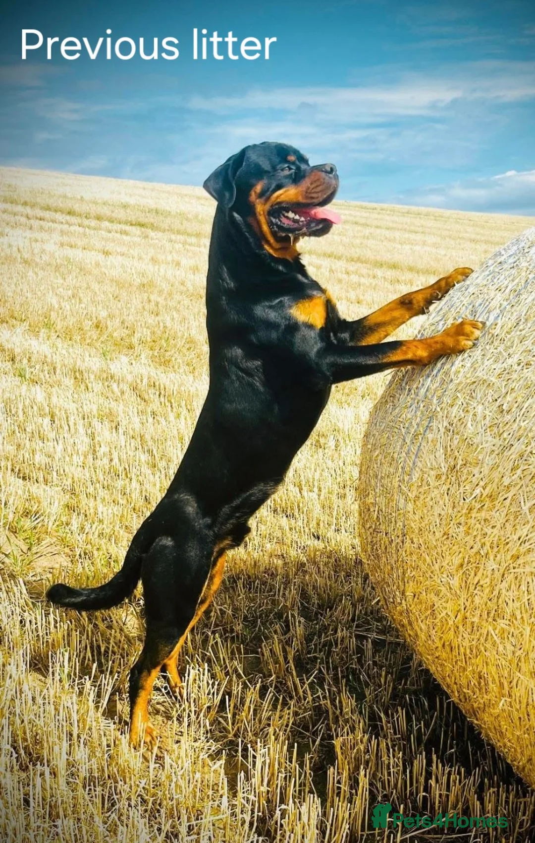 Rottweiler dogs for sale: 🩷BIG VIN GIRLS AVAILABLE🩷 - Advert 22