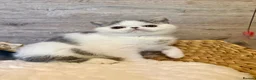 Exotic cats for sale: Outstanding Exotic Shorthair Kittens - Advert 6