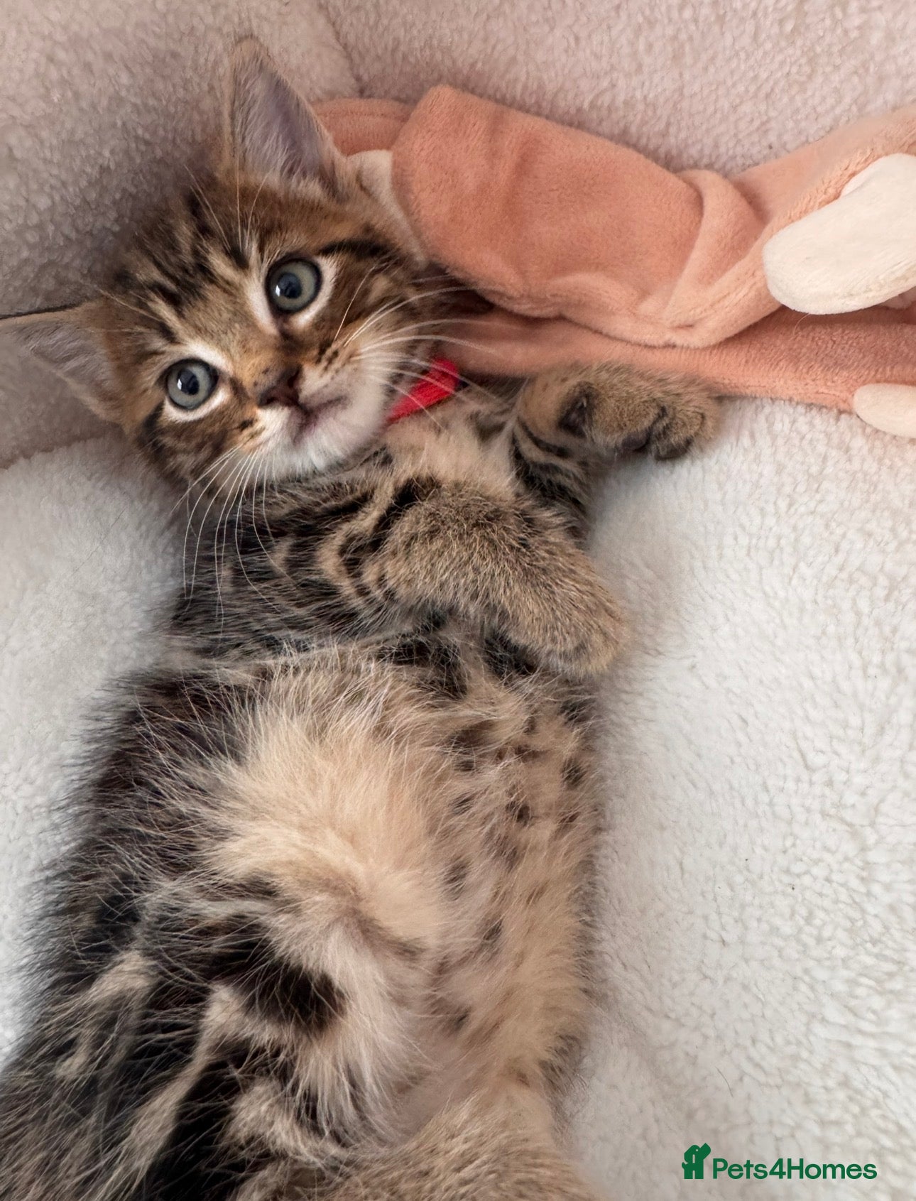 Mixed Breed cats Beautiful friendly well handled kittens - Advert 12