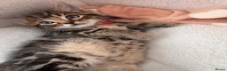 Mixed Breed cats for sale: Beautiful friendly well handled kittens - Advert 3