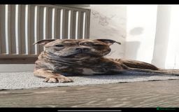 Staffordshire Bull Terrier dogs for sale: Female Staffy Pup  - Advert 2