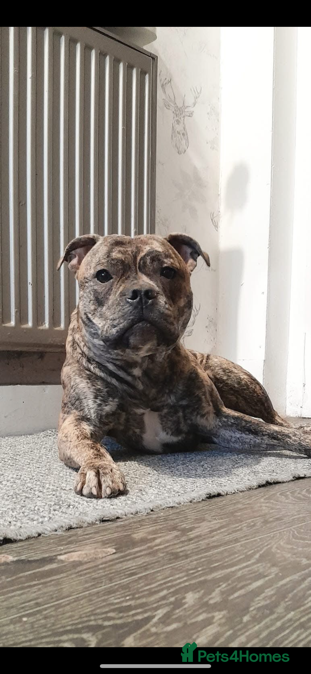 Staffordshire Bull Terrier dogs for sale: Female Staffy Pup  - Advert 2