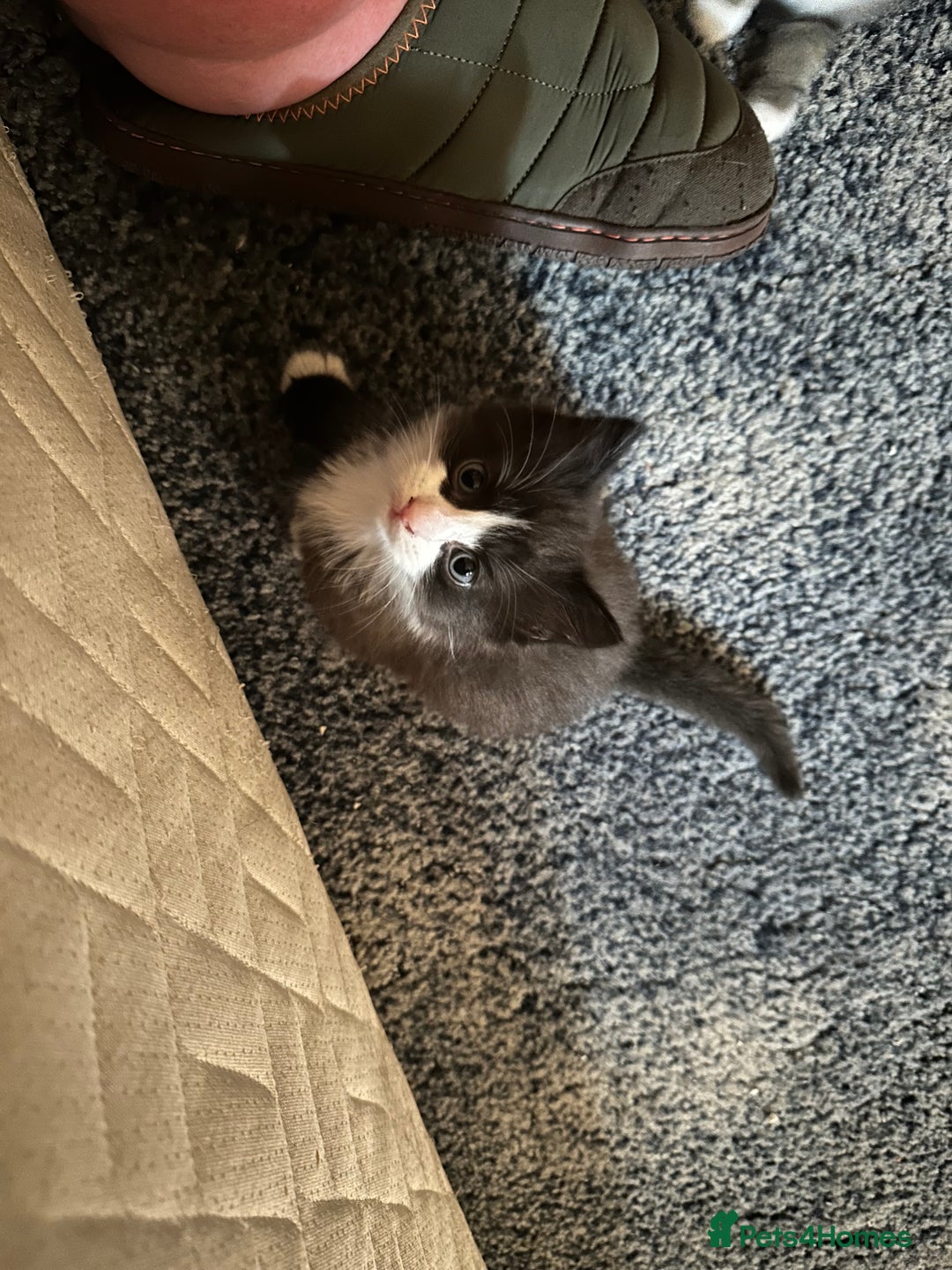 Mixed Breed cats for sale: 4 beautiful male kittens needing homes - Image 9