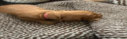 Cavapoochon dogs for sale: Last one - Mr Green looking for his forever family - Advert 36