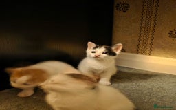 Domestic Shorthair cats for sale: 5 Super Sweet Kittens  - Image 9