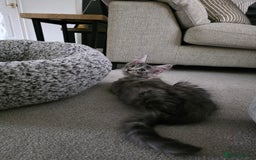 Maine Coon cats for sale: Maine Coon Kitten - Image 2
