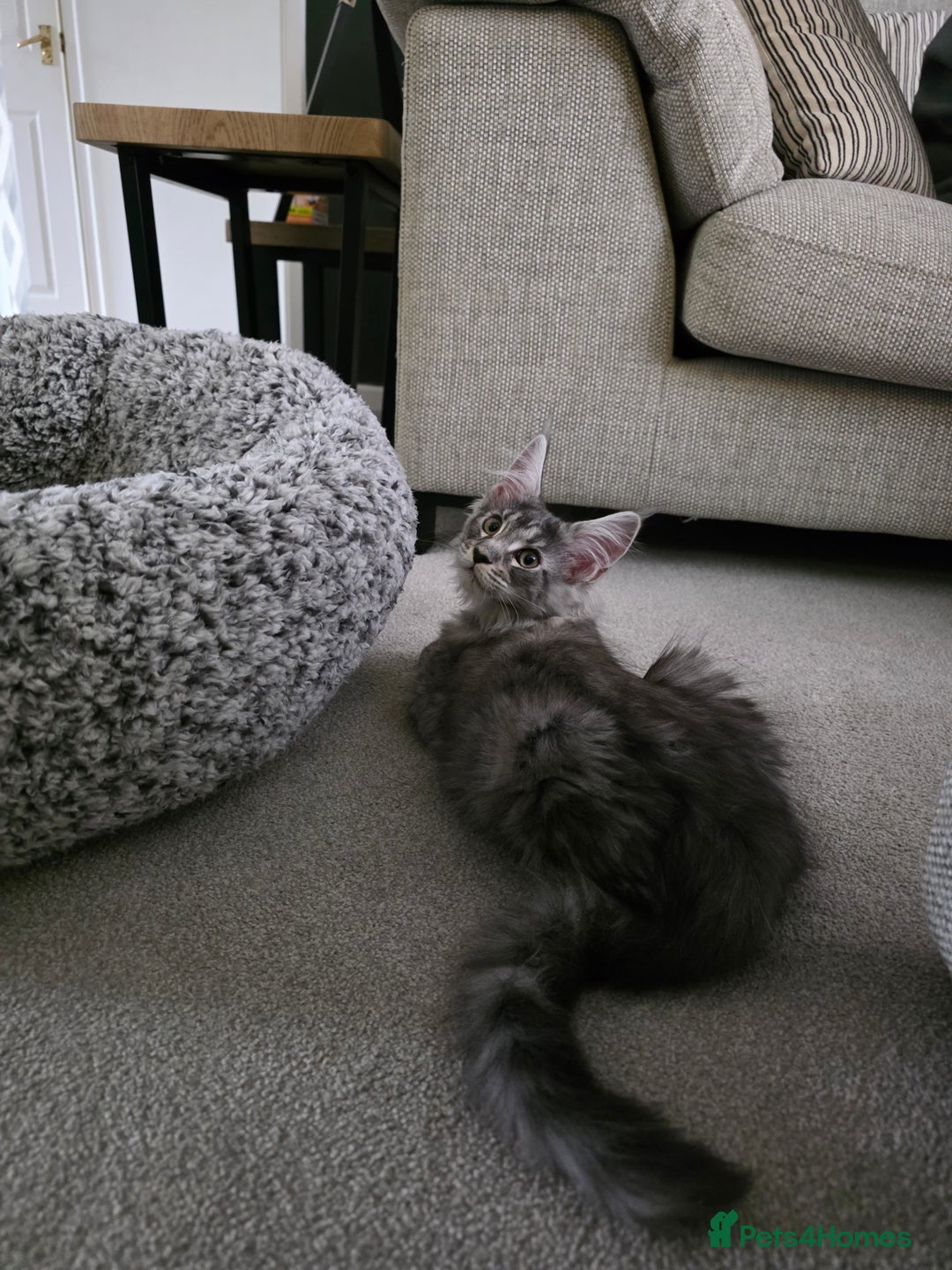 Maine Coon cats for sale: Maine Coon Kitten - Image 2