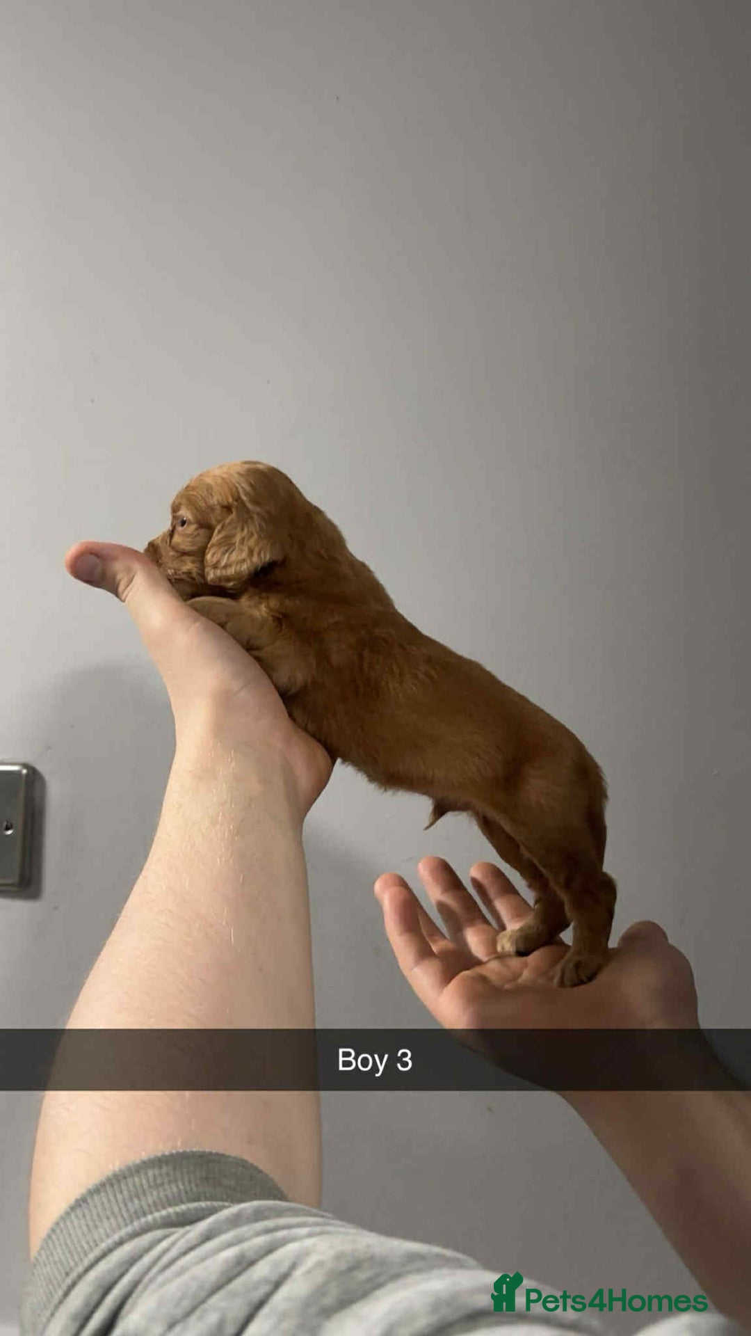 Cocker Spaniel dogs for sale: Cocker spaniel pups  - Image 4