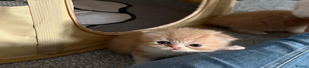 Persian Kitten 4