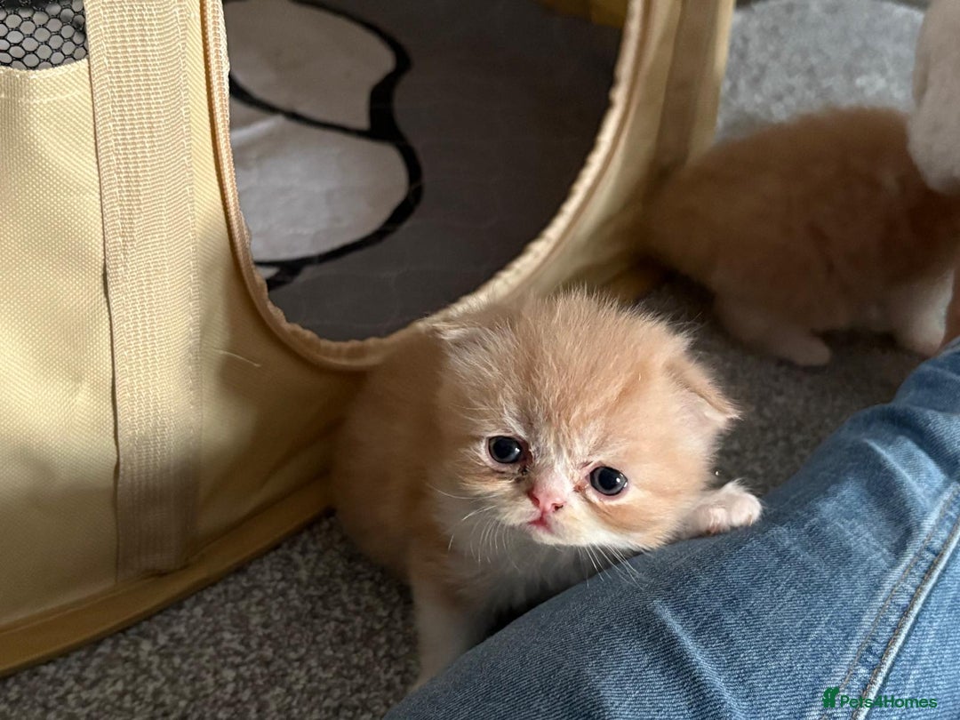 Persian cats for sale: Persian kittens  - Image 16