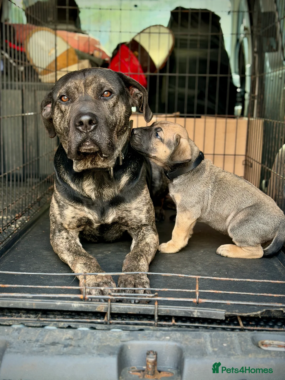 Presa Canario dogs for sale: Presa Canario Puppies - Advert 10