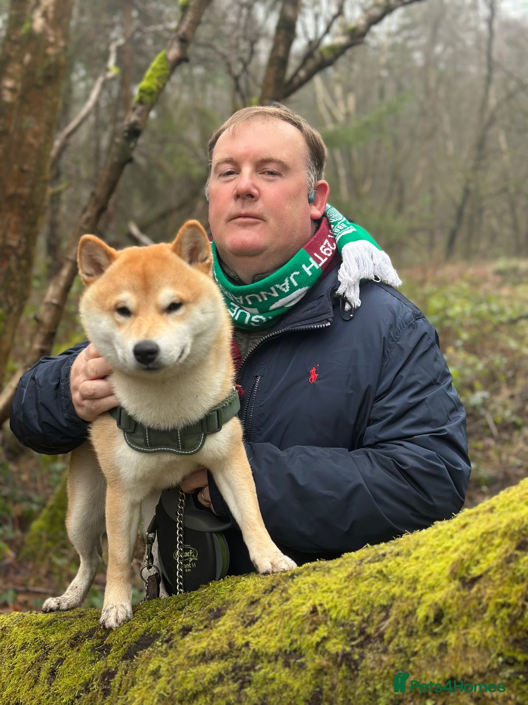 Japanese Shiba Inu dogs for stud: 18 months old Japanese Shiba Inu Stud Available - Image 8