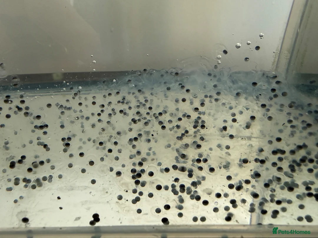 Axolotl reptiles for sale: Axolotl eggs in Dewsbury - Advert 2