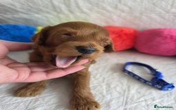 Mini Goldendoodle dogs for sale: 👑Superb Rare Toy/Mini Deepest Red Goldendoodles👑 - Image 30