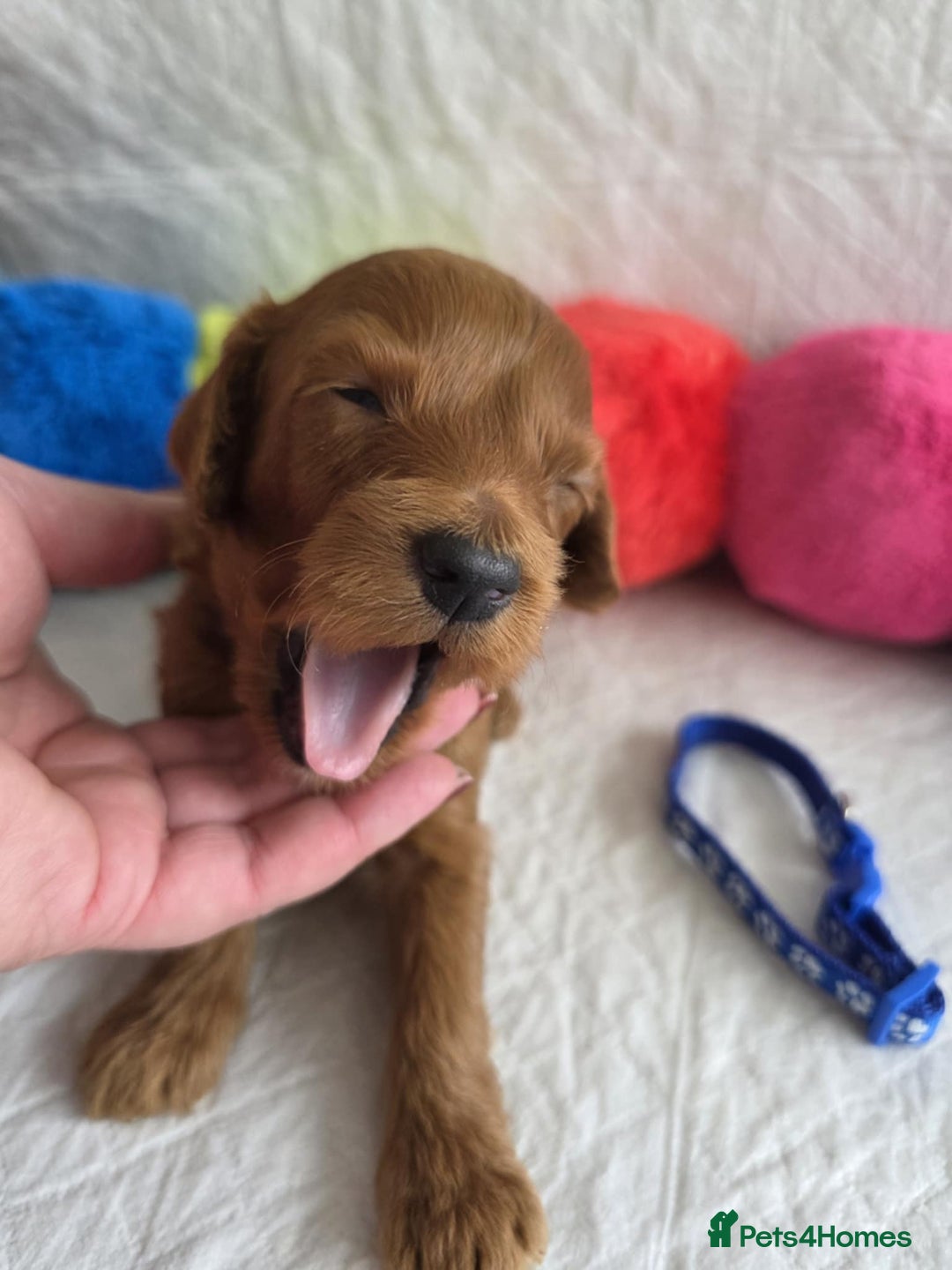 Mini Goldendoodle dogs for sale: 👑Superb Rare Toy/Mini Deepest Red Goldendoodles👑 - Image 30