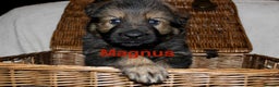 German Shepherd dogs for sale: German shepherd puppies  - Advert 14