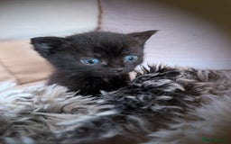British Shorthair cats for sale: 4 black kittens ready for new homes - Image 1