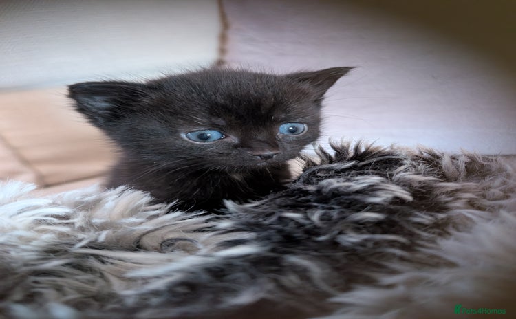 British Shorthair cats for sale - Advert 1