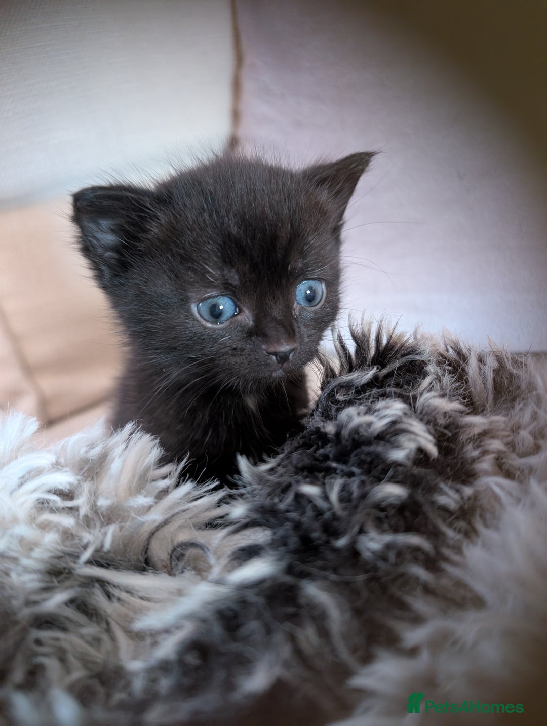 British Shorthair cats for sale: 4 black kittens ready for new homes - Image 1