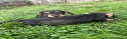Dachshund dogs for sale: KC registered Wirehaired/teckel  - Advert 6