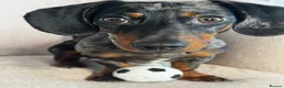 Miniature Dachshund dogs for stud: Deano the miniature dapple dachshund  - Advert 4