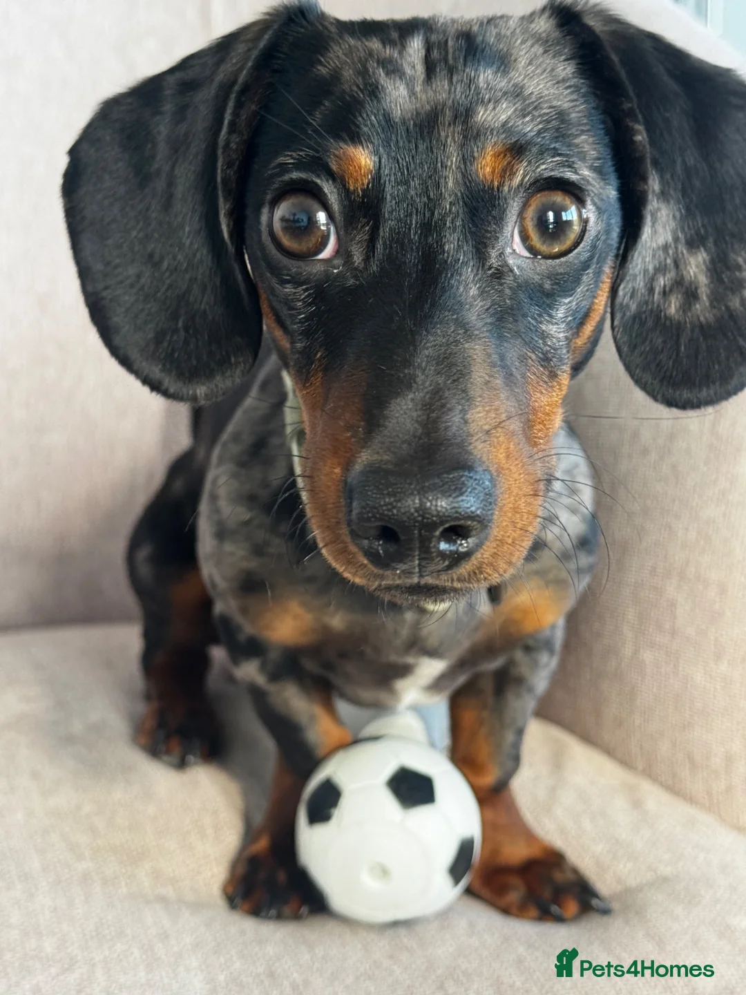 Miniature Dachshund dogs for stud: Deano the miniature dapple dachshund  - Advert 4