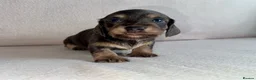 Miniature Dachshund dogs for sale: Miniature Dachshunds - Advert 17