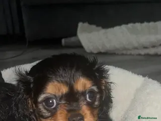 Cavalier King Charles Spaniel dogs One beautiful Black and Tan girl - Advert 18