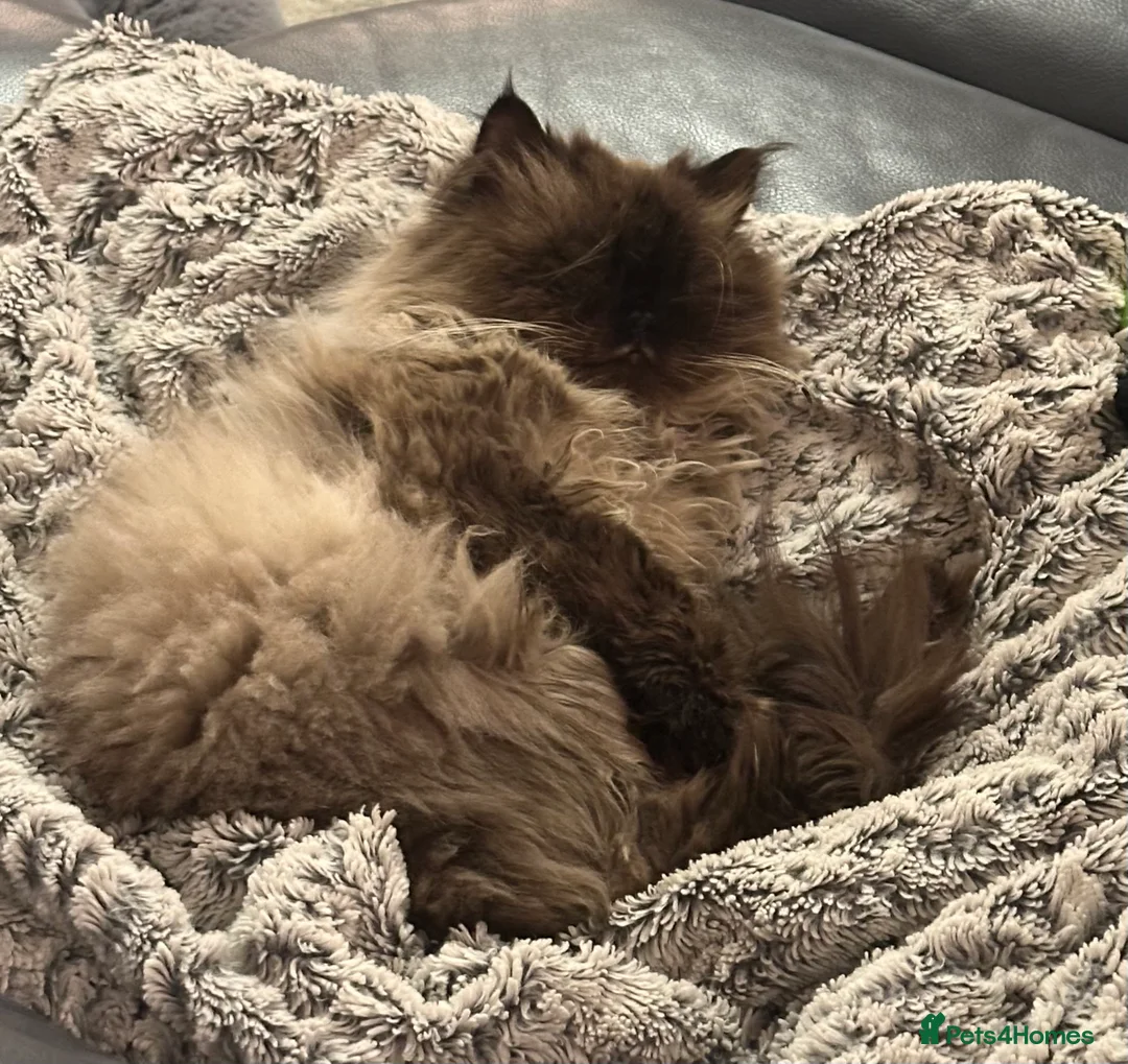 Mixed Breed cats for sale: Himalayan Persian - Advert 2