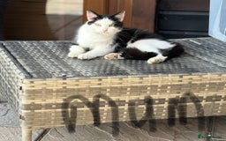 Domestic Shorthair cats for sale:  Beautiful litter mixed colours  - Image 8