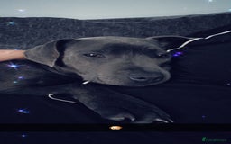 Staffordshire Bull Terrier dogs for sale: 11 month staffy girl - Image 3