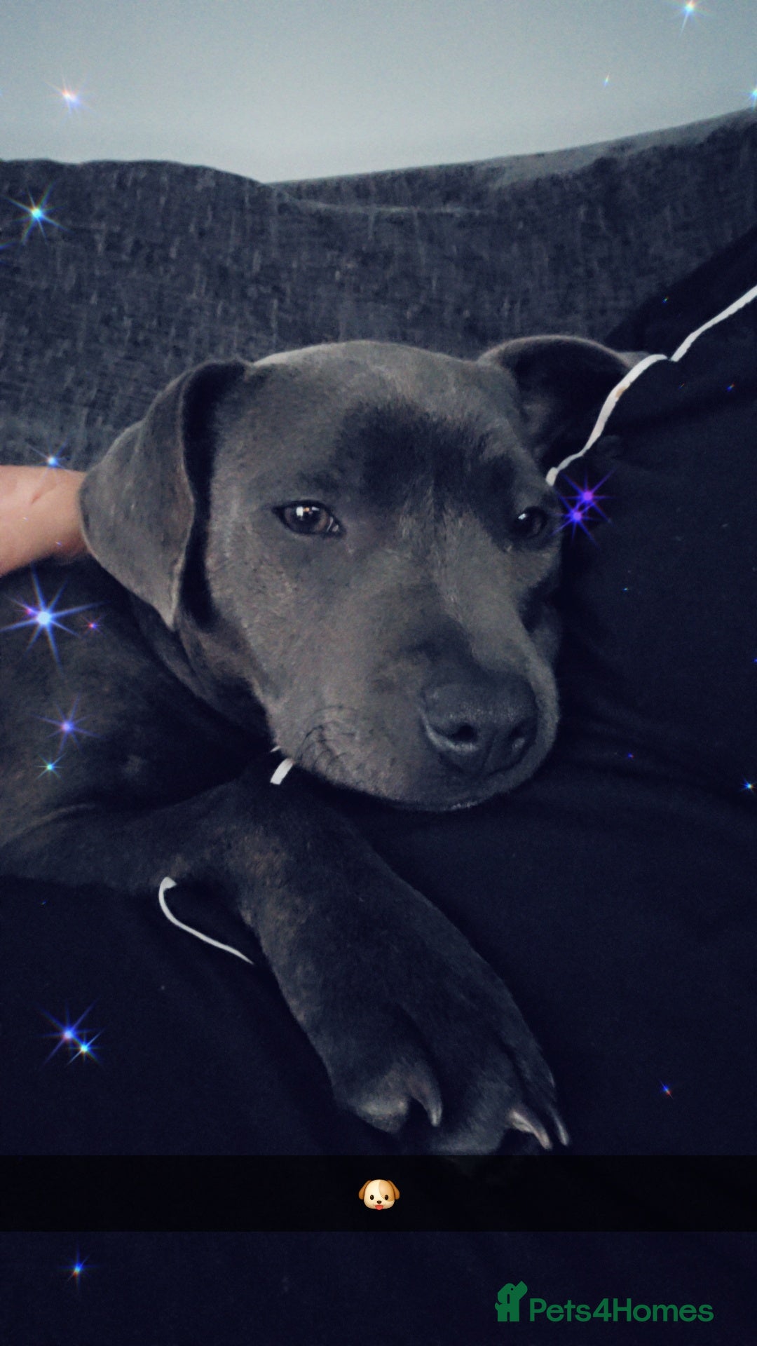 Staffordshire Bull Terrier dogs for sale: 11 month staffy girl - Image 3