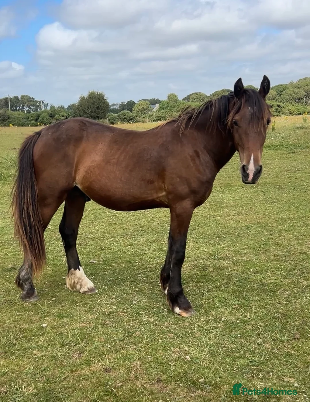 Welsh Section D horses for sale: 2yr Old Welsh Cob Gelding  - Advert 2