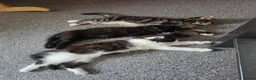 Mixed Breed cats for sale: 3 kittens remaining  - Advert 2
