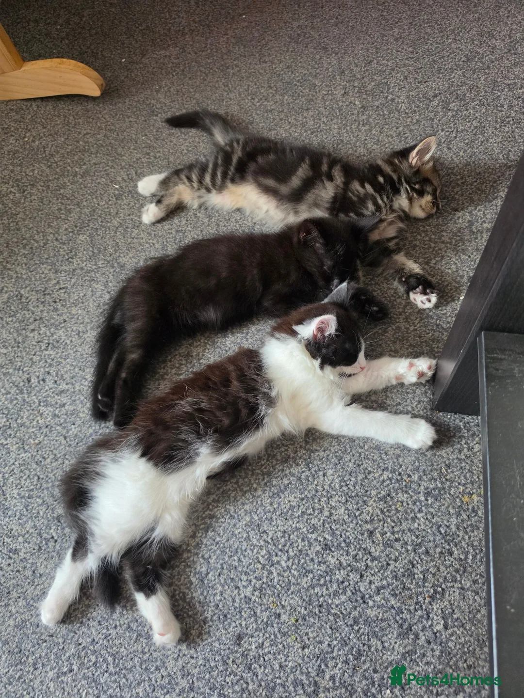 Mixed Breed cats for sale: 3 kittens remaining  - Advert 2