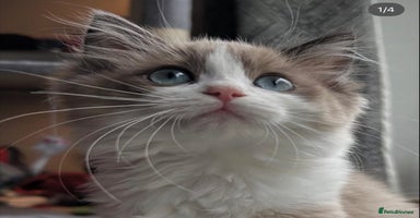 Ragdoll cats Ragdoll kittens now have two available.  - Advert 12