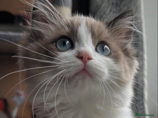 Ragdoll cats Ragdoll kittens now have two available. - Advert 3