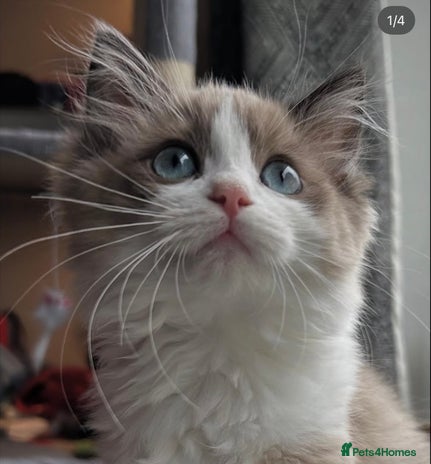 Ragdoll cats Ragdoll kittens now have two available. - Advert 9