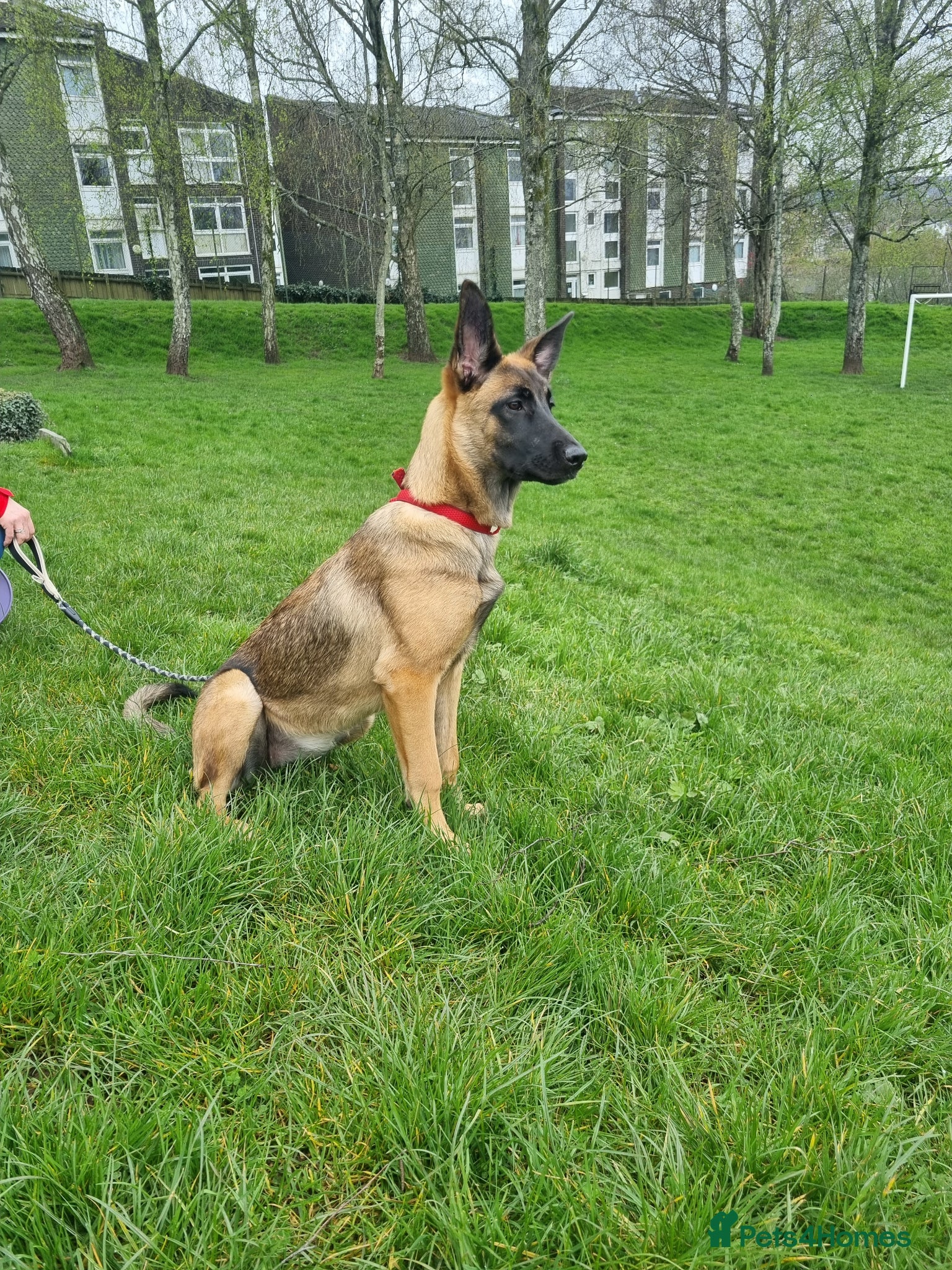 Belgian Shepherd Dog dogs Belgian Malinois - Advert 16