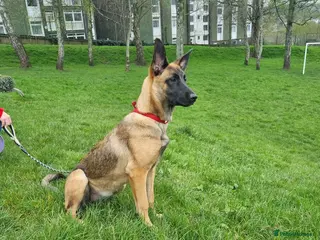 Belgian Shepherd Dog dogs Belgian Malinois - Advert 16